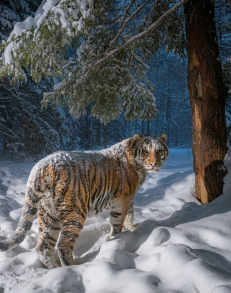 Northeast China Tiger and Leopard National Park