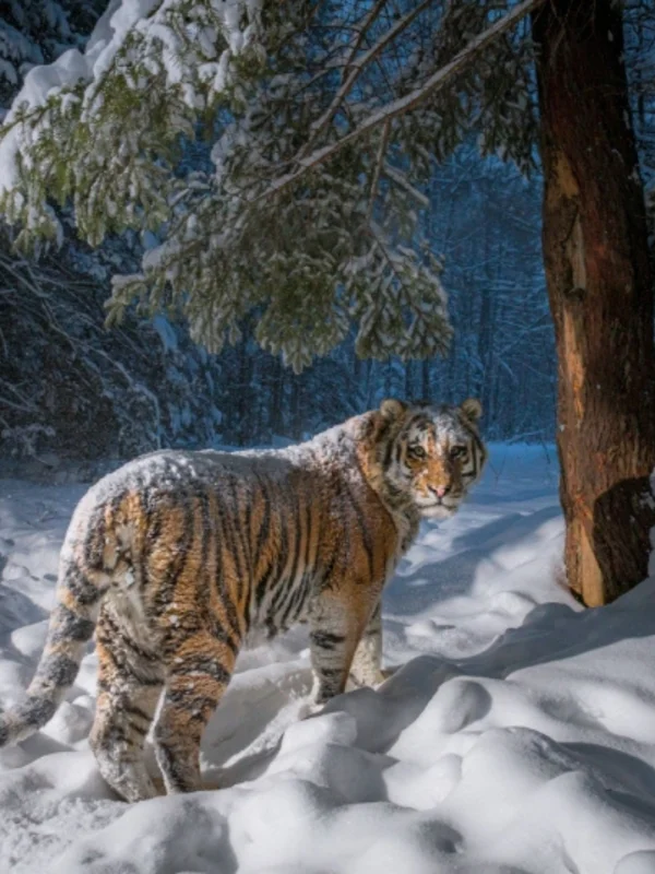 Northeast China Tiger and Leopard National Park