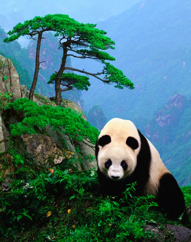 Giant Panda National Park
