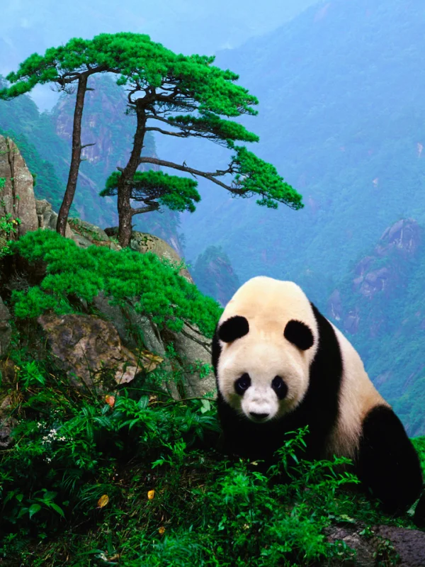 Giant Panda National Park