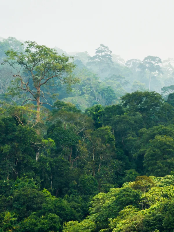 Hainan Tropical Rainforest National Park