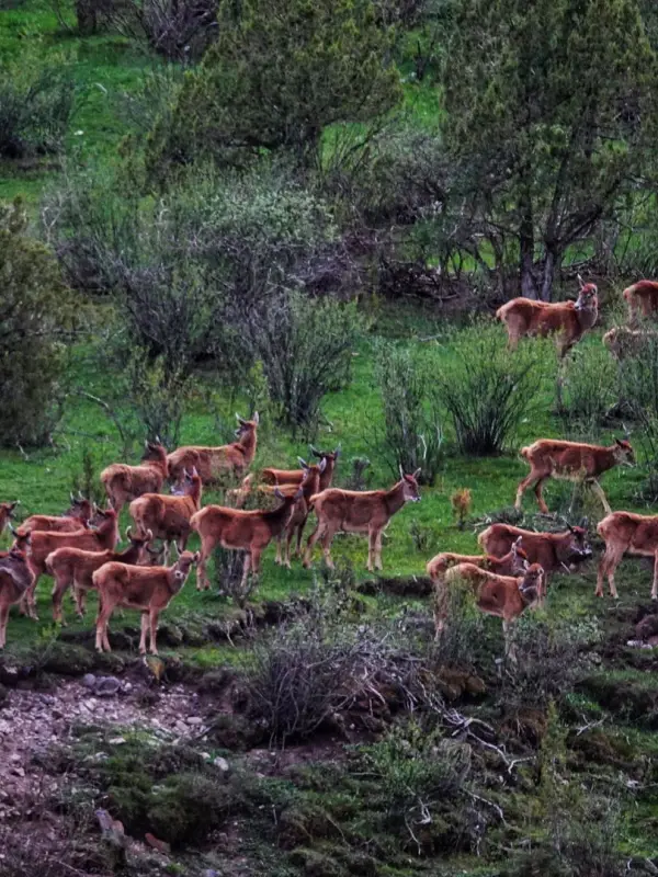 Three-River-Source National Park – Lancang River Head Source