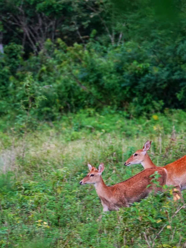 Hai Nan Tropical Rainforest National Park丨Let the Gibbon Thrive