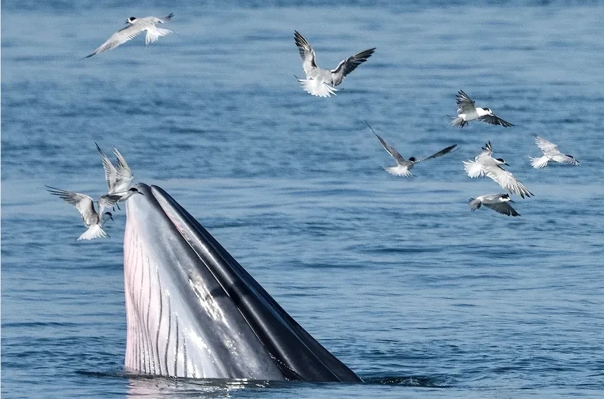 Chongzuo, Guangxi · Beibu Gulf Whales & Dolphins