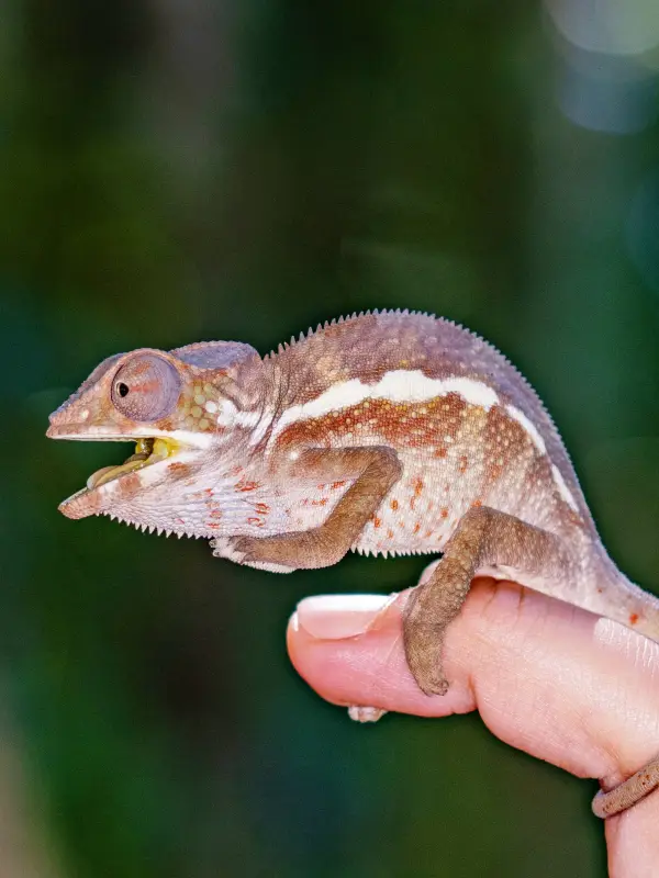 Madagascar Wildlife Observation