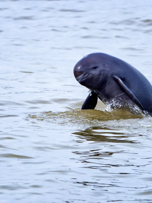 Nanjing WildTrack Series