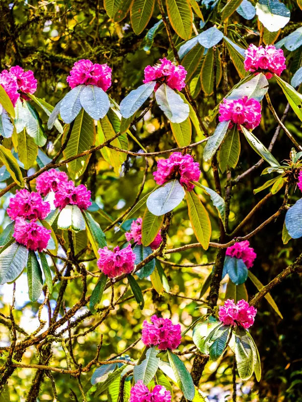 A7 Gaoligong -Skywalker Hoolock Gibbon