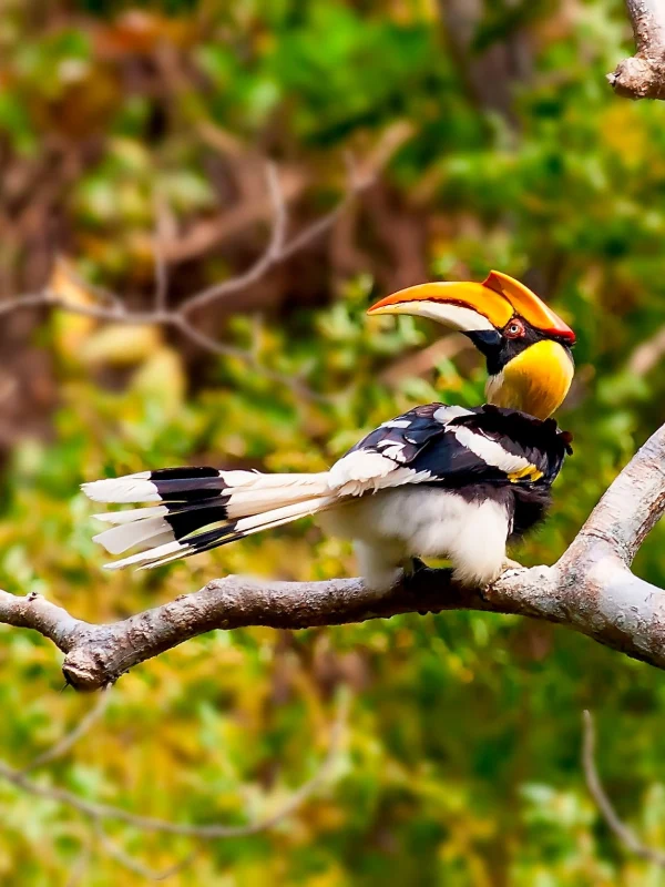 A7 Gaoligong -Skywalker Hoolock Gibbon