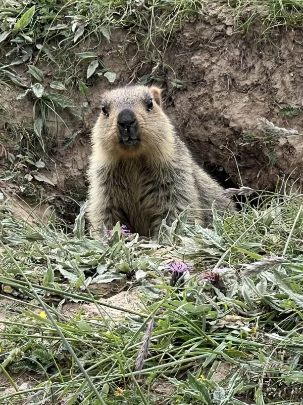 Three-River-Source：The Snow Leopard of Mekong river