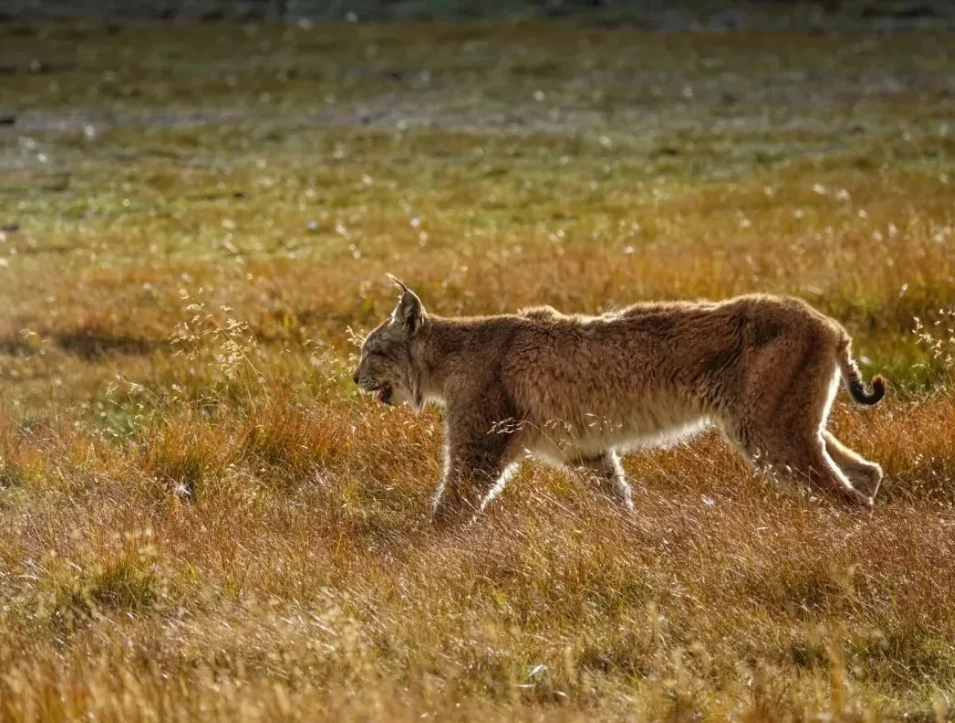 Three-River-Source：The Snow Leopard of Mekong river