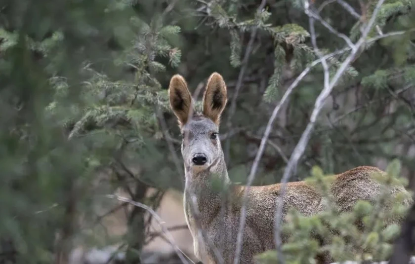Three-River-Source：The Snow Leopard of Mekong river