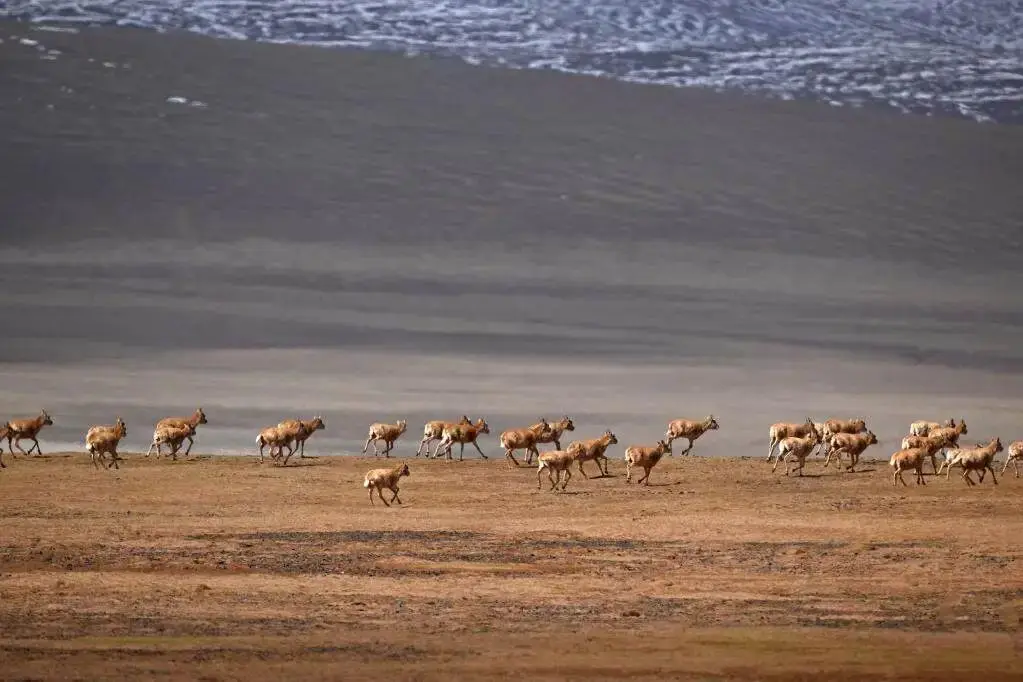 Three-River-Source National Park丨Three-River-Source grand tour