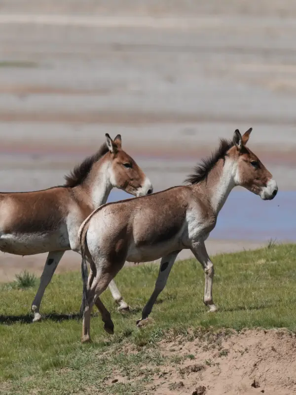 Three-River-Source: Qinghai Wildlife Observation