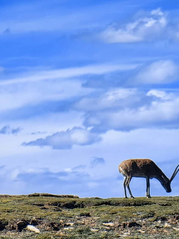 Three-River-Source: Qinghai Wildlife Observation