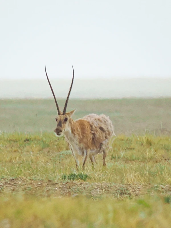 Three-River-Source: Qinghai Wildlife Observation
