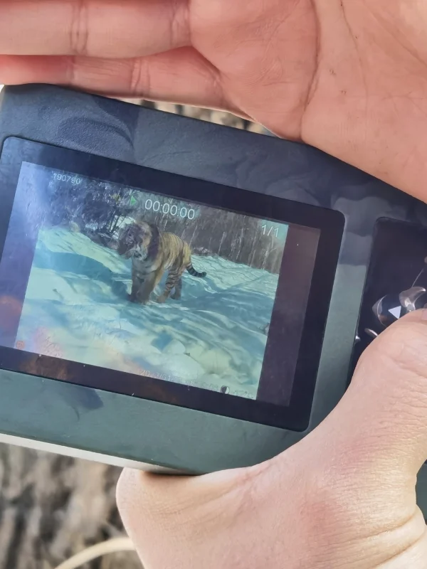 Northeast China Tiger and Leopard National Park - changbai