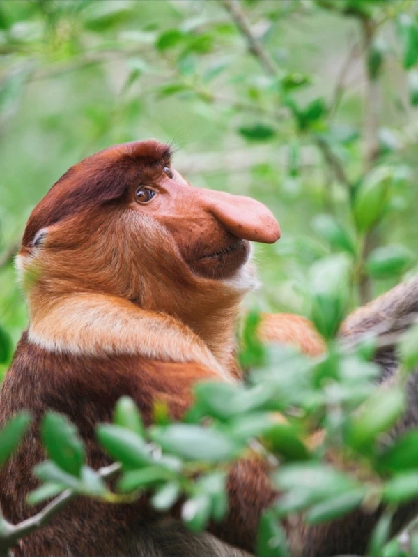 Proboscis Monkey Conservation Experience 1Day