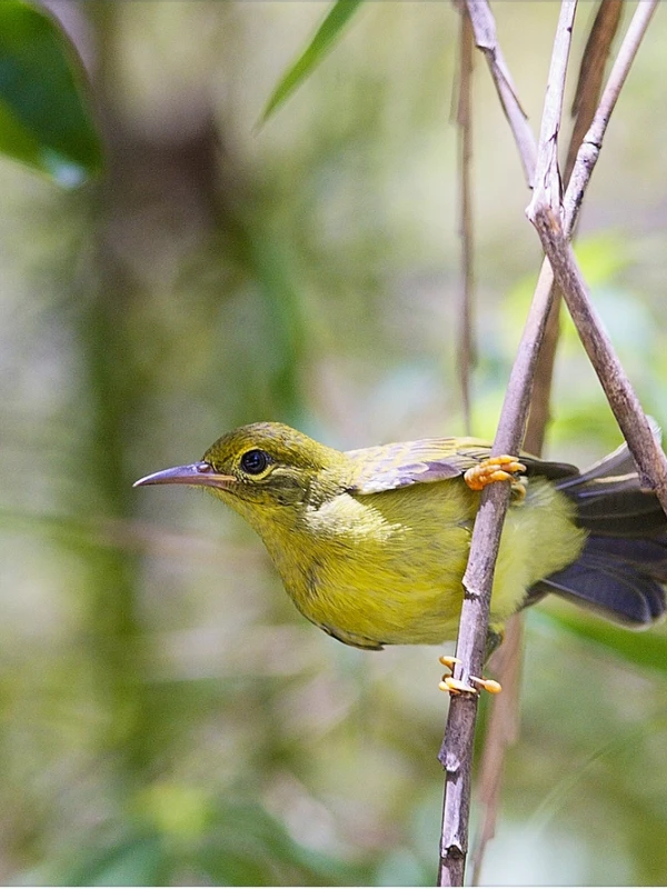 Two-Day Ecological Observation in the Sabah Rainforest