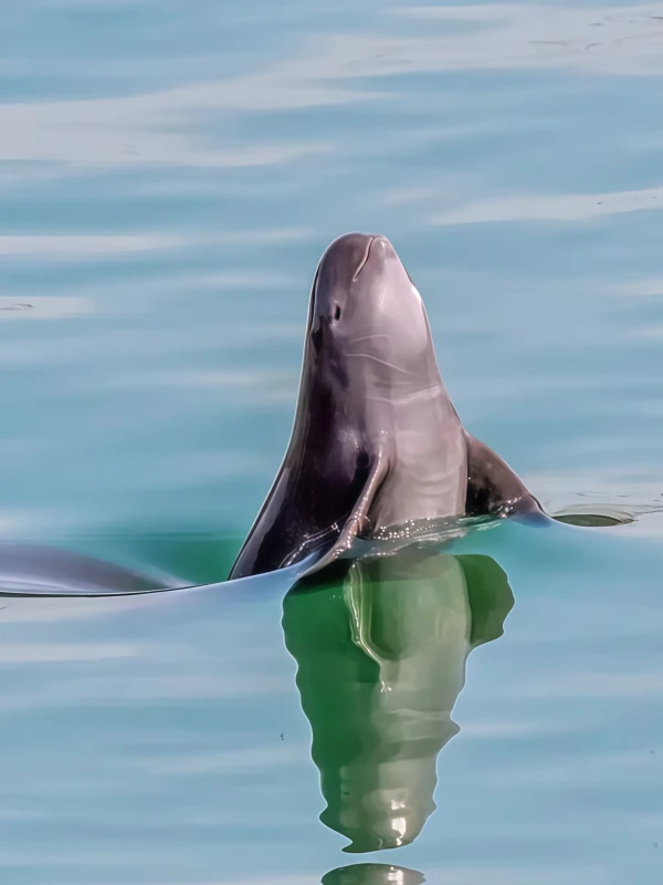 Half-Day Winter Dolphin-Watching Experience in Nanjing