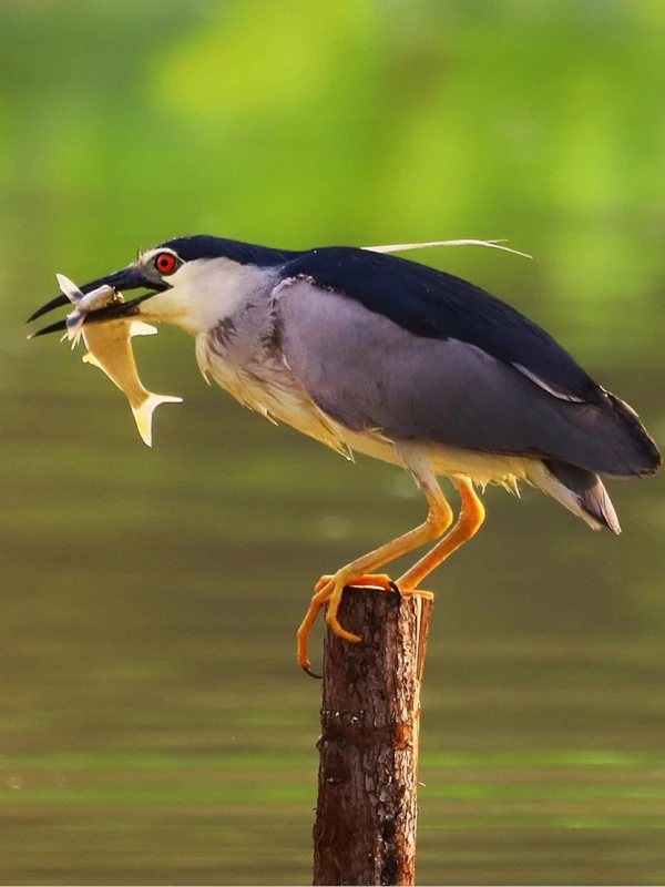One-Day Nanjing Wetlands: Finless Porpoise & Bird Watching Tour
