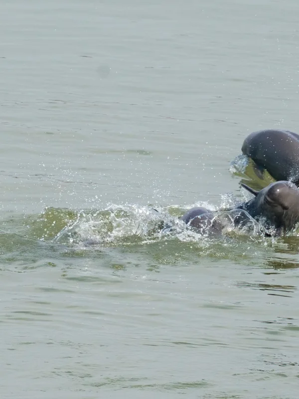 Immersive Conservation Experience: Observing the Yangtze Finless Porpoise in the Wild
