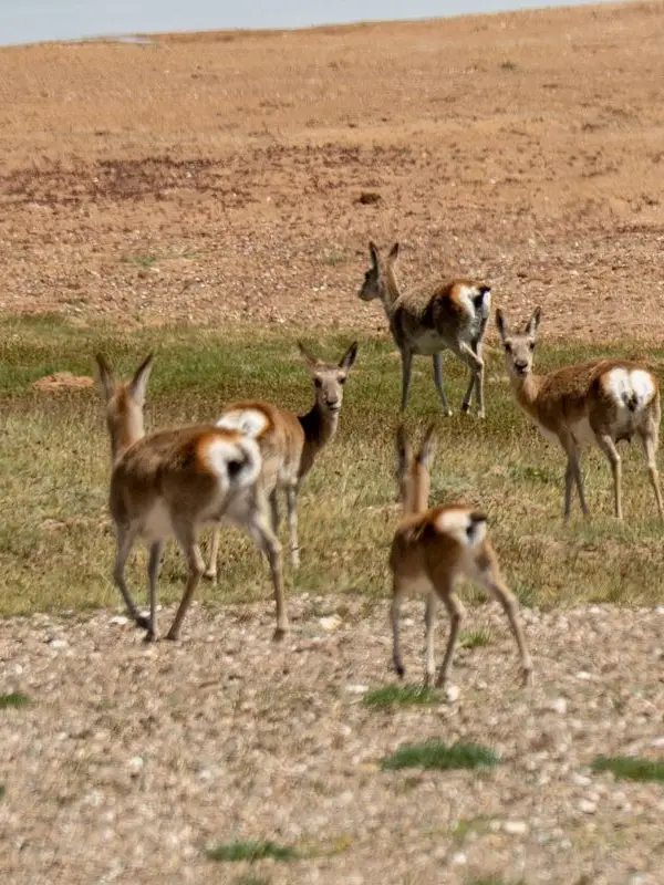 Three-River-Source: Qinghai Wildlife Observation