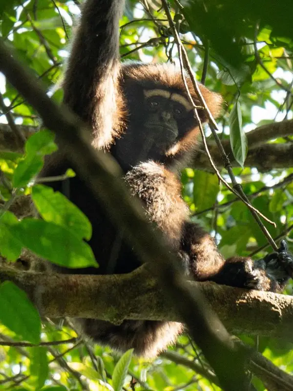 A7 Gaoligong -Skywalker Hoolock Gibbon