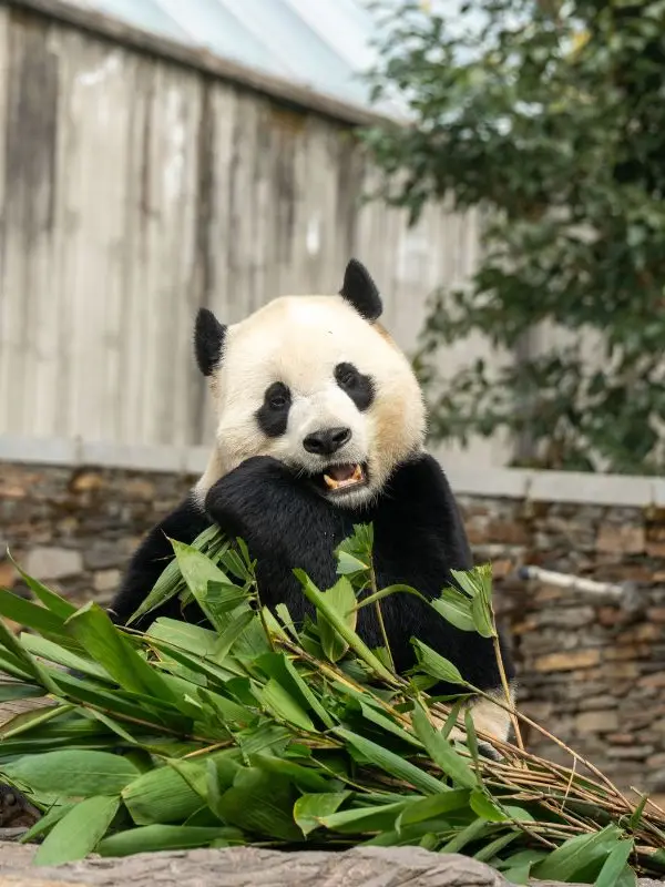 Giant Panda National Park | Giant Pandas on the Ancient Shu Roads
