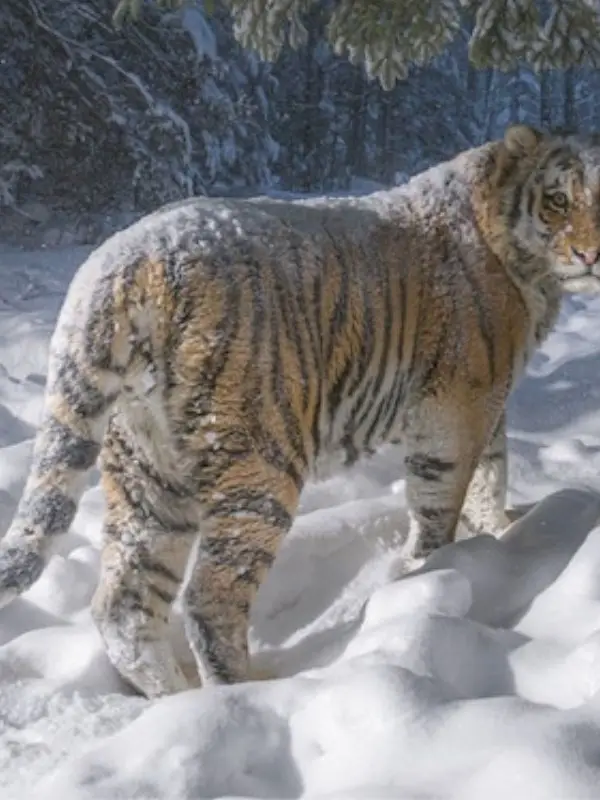 Northeast China Tiger and Leopard National Park - changbai