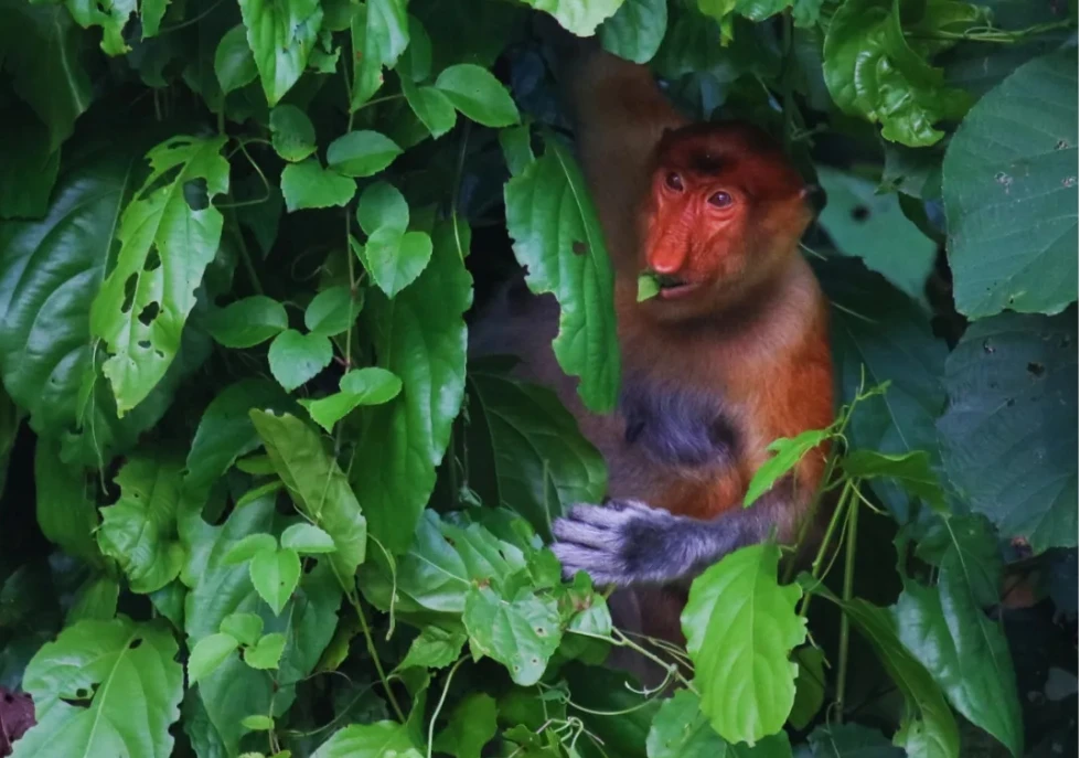 Malaysia Eco-Conservation Program