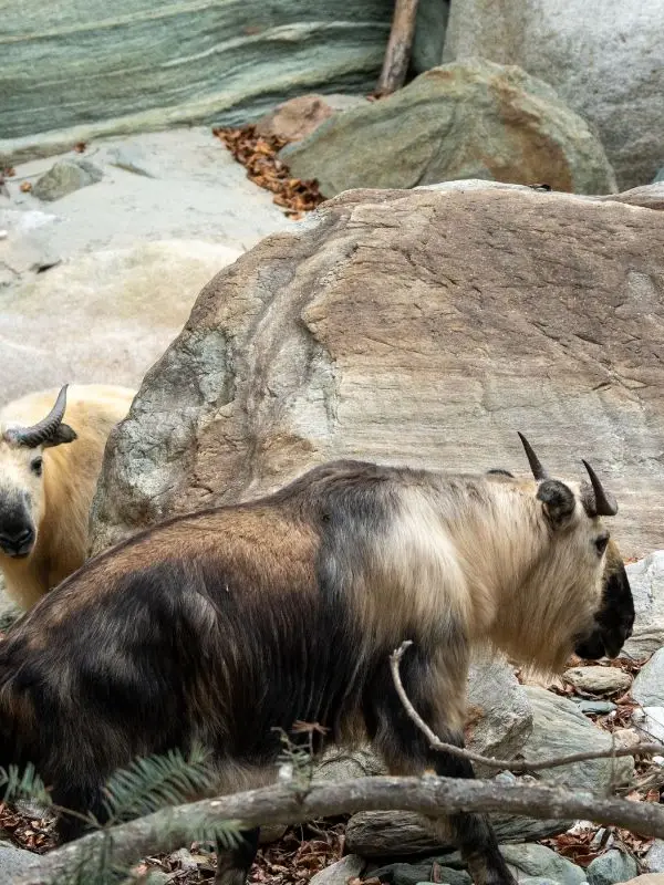 Hengduan Min Mountain Wildlife Observation