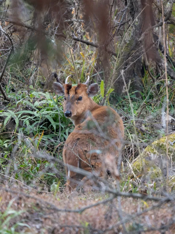 Hengduan  East Sichuan Wildlife Observation