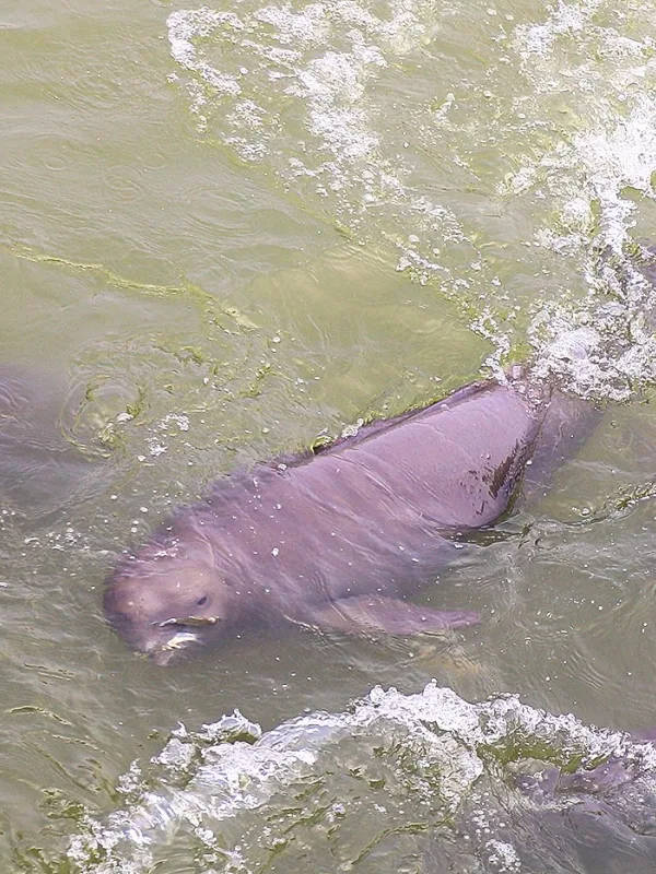 Immersive Conservation Experience: Observing the Yangtze Finless Porpoise in the Wild