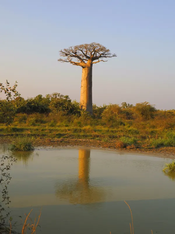 Madagascar Wildlife Observation