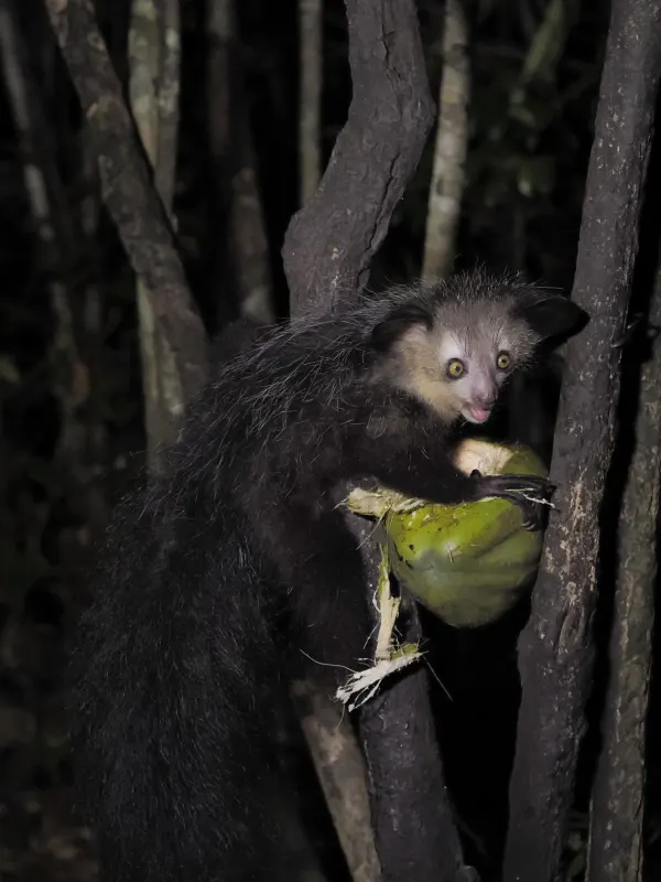 Madagascar Wildlife Observation