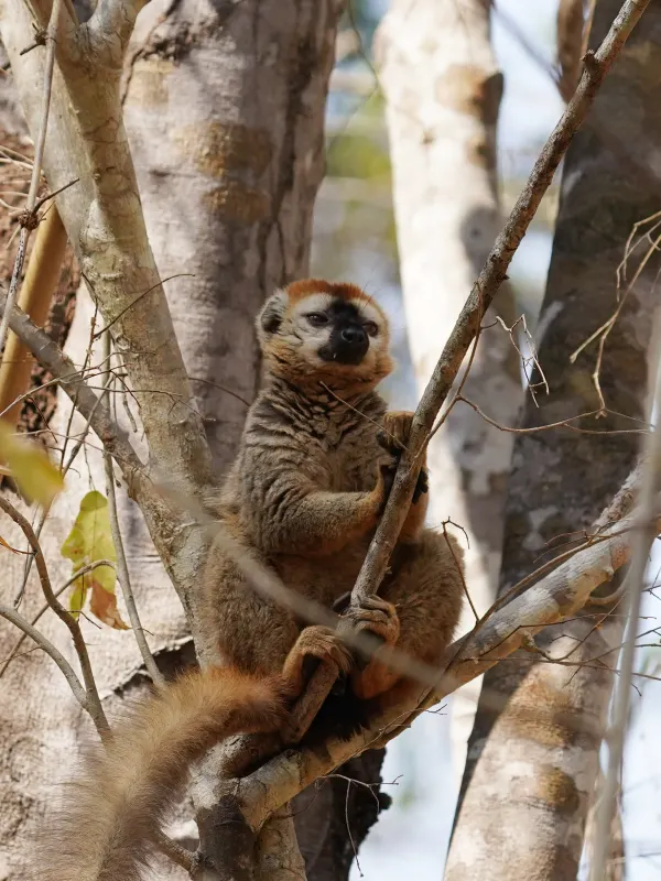Madagascar Wildlife Observation
