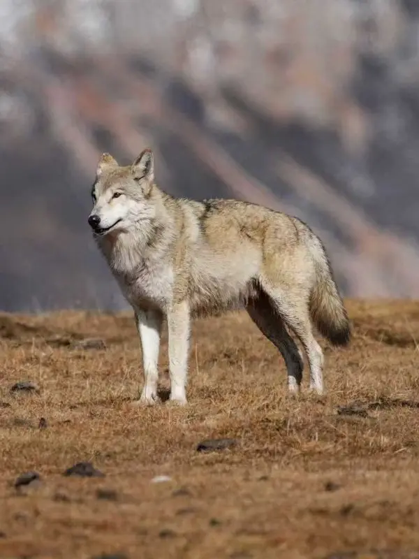 Hengduan Min Mountain Wildlife Observation