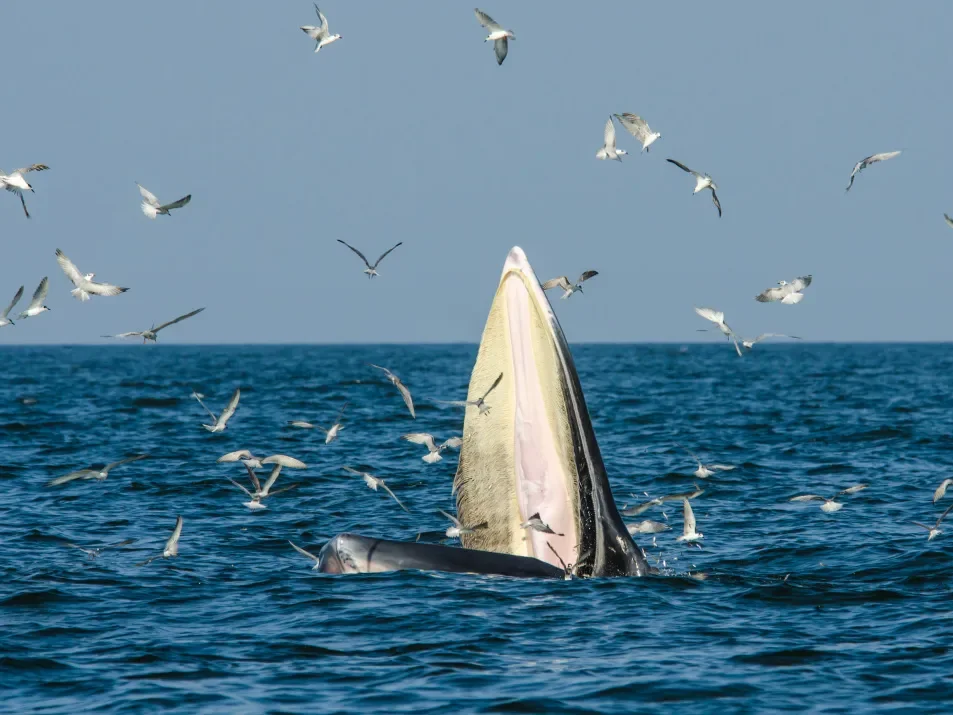 Chongzuo, Guangxi · Beibu Gulf Whales & Dolphins