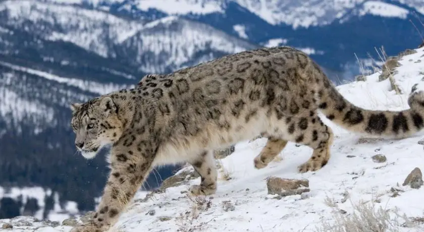 Three River Source: Snow Leopard of Mekong river