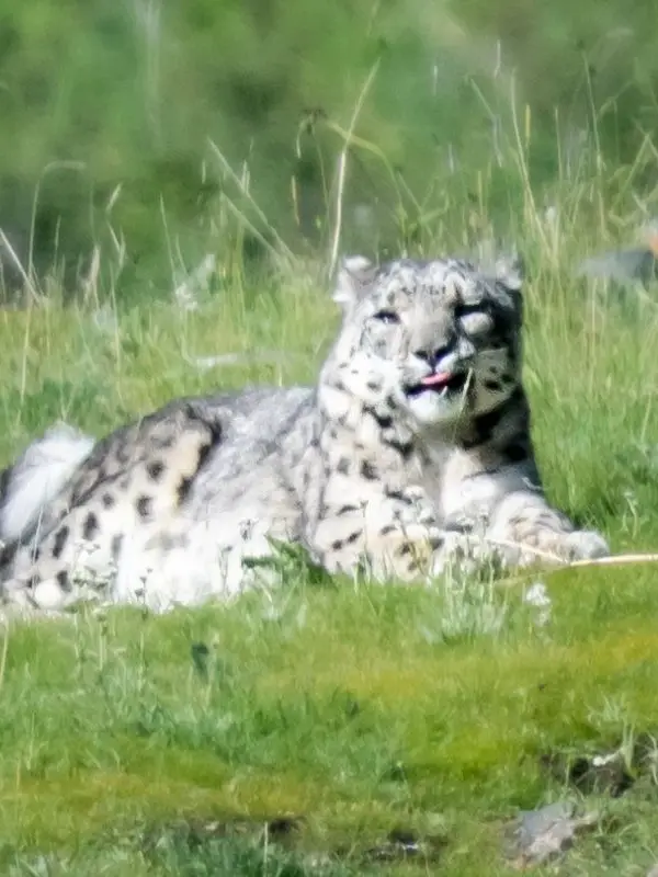 Three River Source: Snow Leopard of Mekong river
