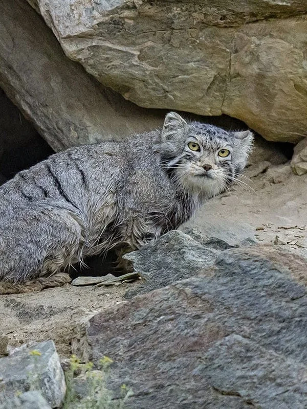 Sanjiangyuan: The Snow Leopard of Dulan