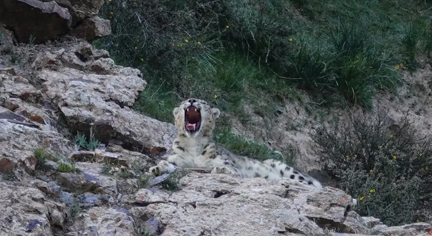 Sanjiangyuan: The Snow Leopard of Dulan