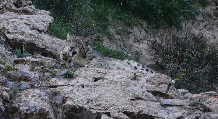 Sanjiangyuan: The Snow Leopard of Dulan