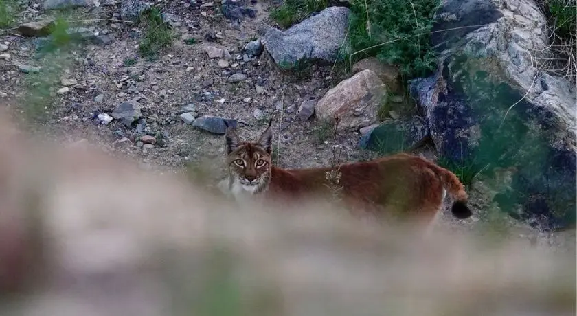 Sanjiangyuan: The Snow Leopard of Dulan