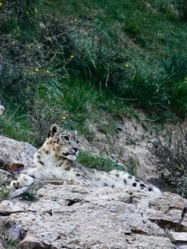 Sanjiangyuan: The Snow Leopard of Dulan