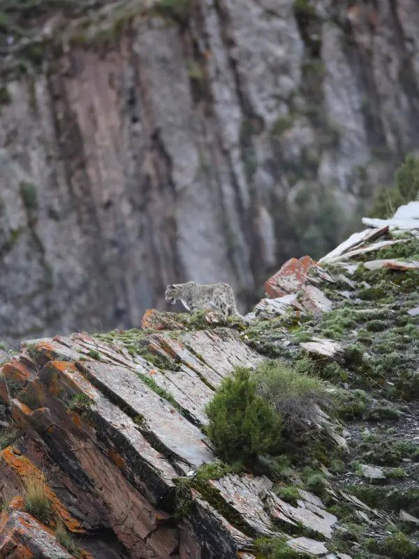 Hengduan 丨 Sichuan & Qinghai Wildlife Observation