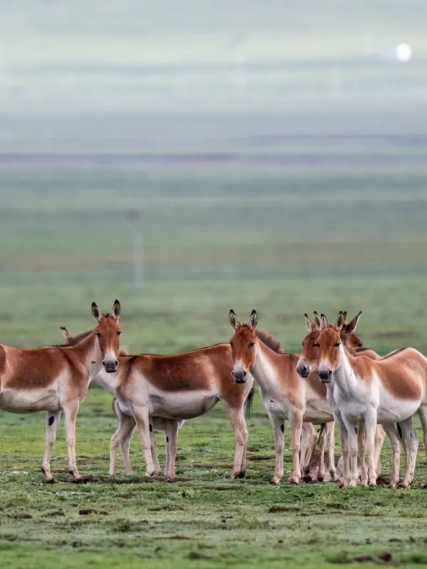 Hengduan 丨 Sichuan & Qinghai Wildlife Observation