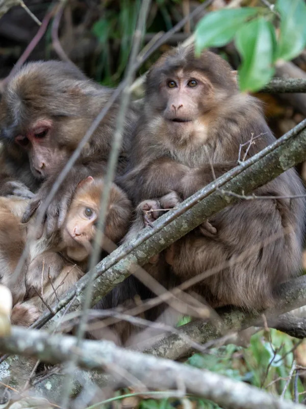 Hengduan Min Mountain Wildlife Observation 0