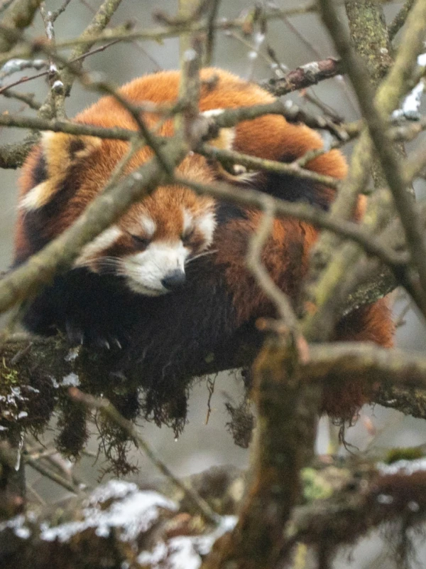 Giant Panda National Park - Labahe wildlife observation