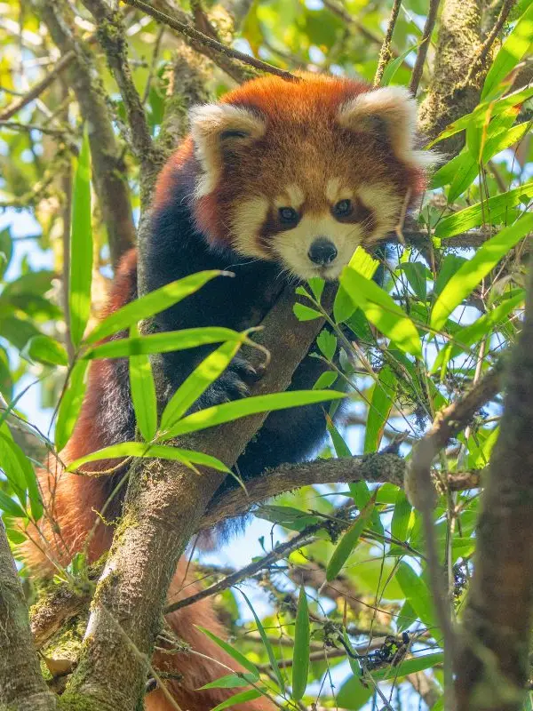 Giant Panda National Park - Labahe wildlife observation